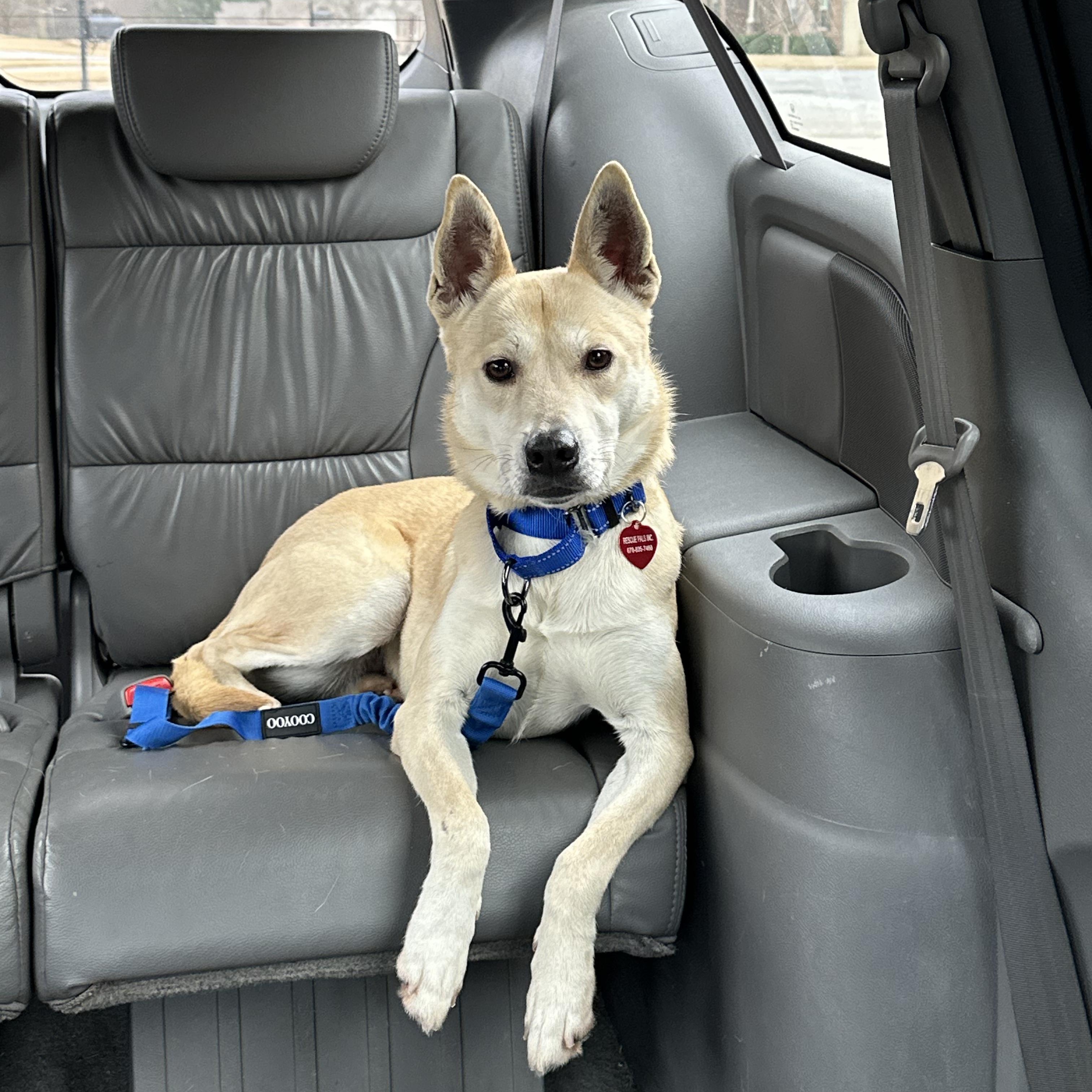 Nova - Sweet and Petite!, adopted, Adult Female Carolina Dog & Mixed Breed.