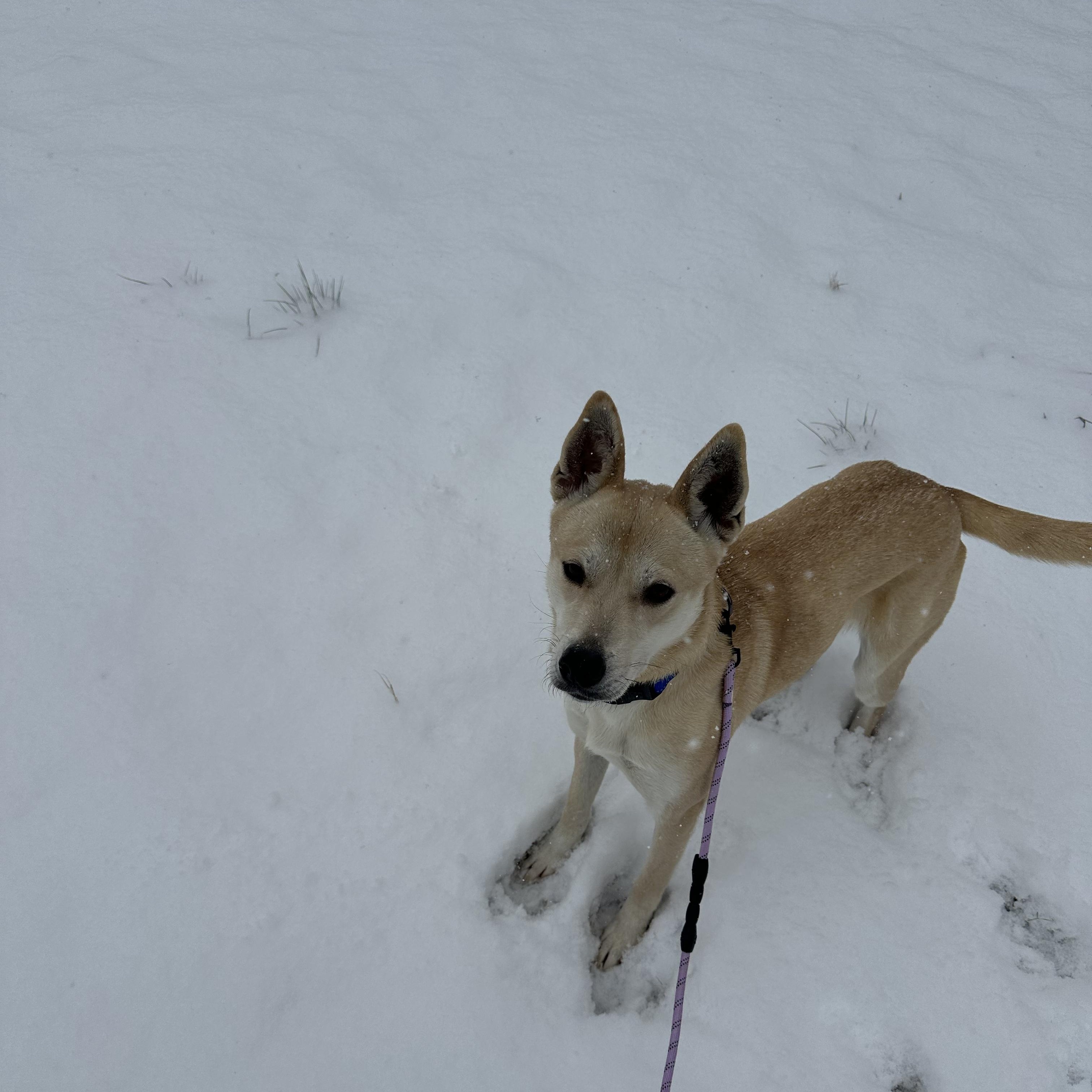 Nova - Sweet and Petite!, an adopted mixed breed in Buford, GA image 5/5