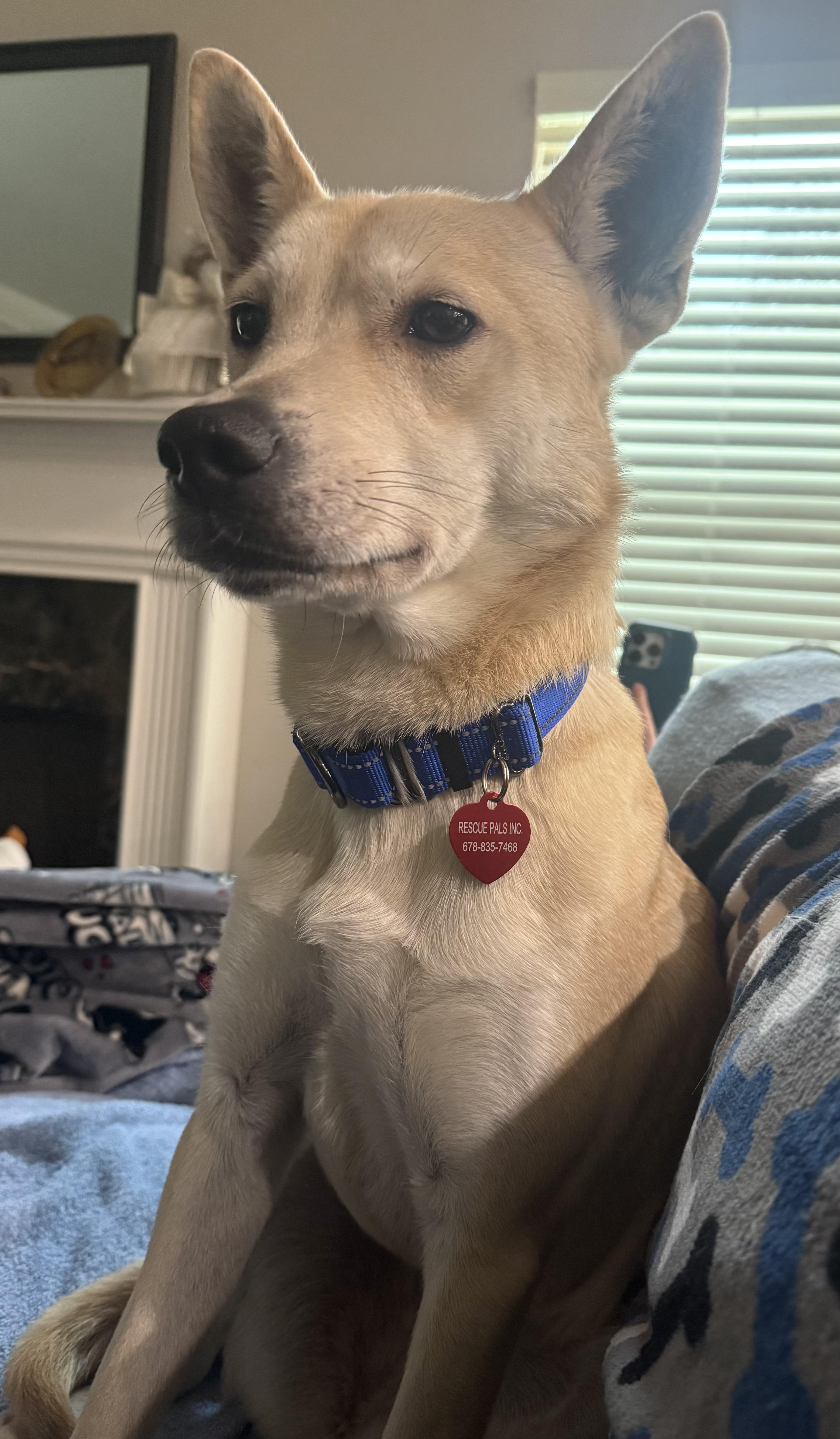 Nova - Sweet and Petite!, an adopted mixed breed in Buford, GA image 2/5