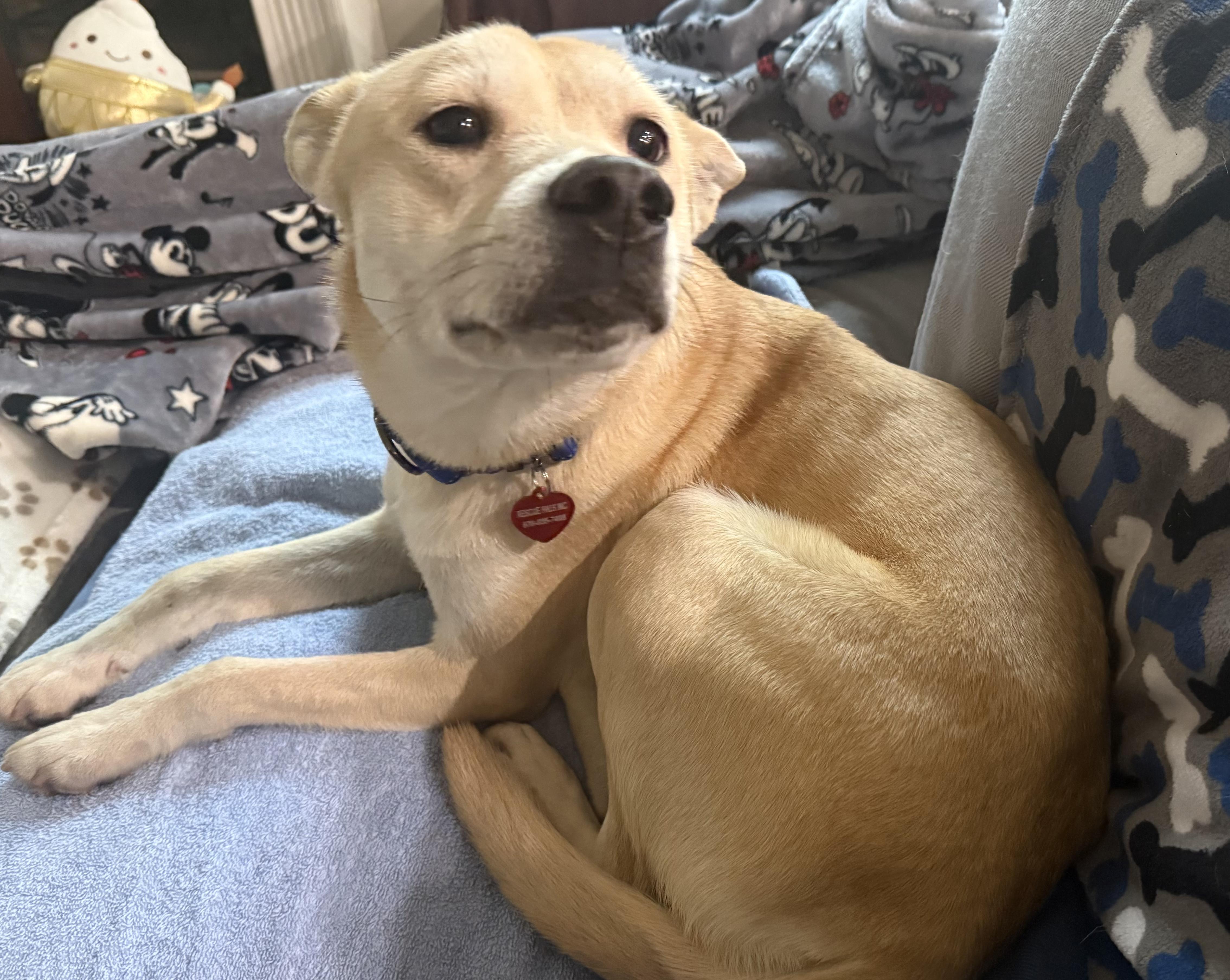 Nova - Sweet and Petite!, an adopted mixed breed in Buford, GA image 3/5