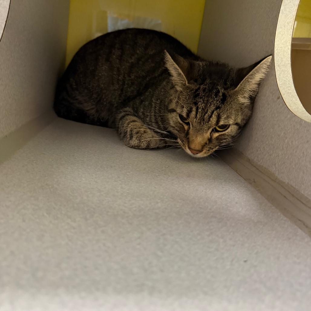 Blizzard, Adoptable, Adult Male Domestic Short Hair.