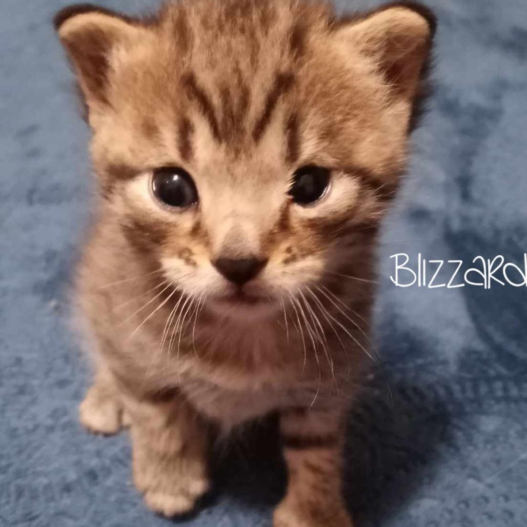 Blizzard, a Adoptable Domestic Short Hair in Parkersburg, WV image 2/4
