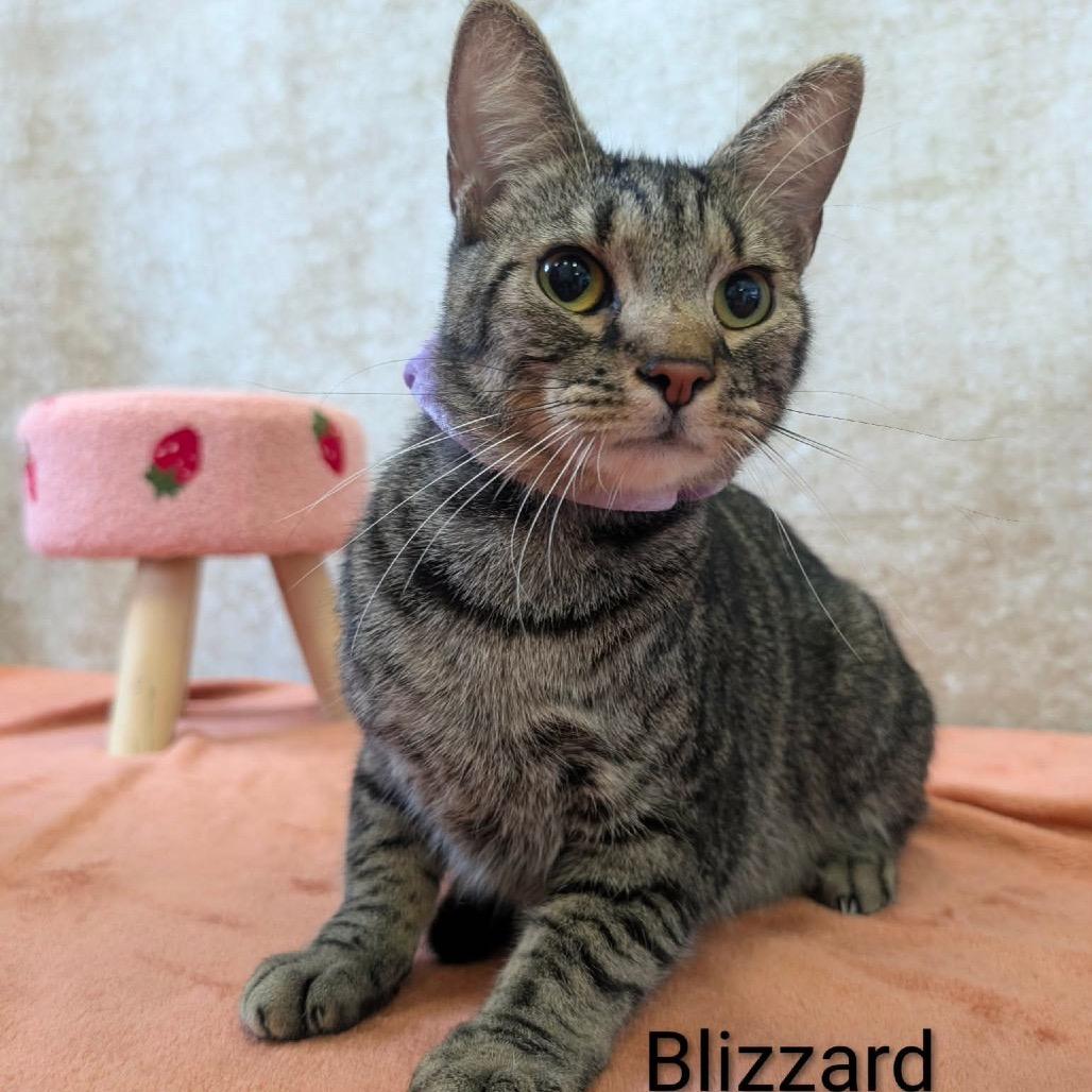 Blizzard, a Adoptable Domestic Short Hair in Parkersburg, WV image 3/4