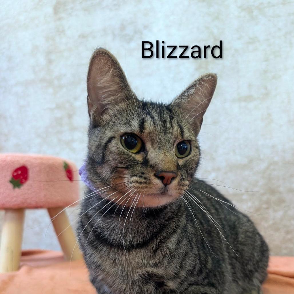 Blizzard, a Adoptable Domestic Short Hair in Parkersburg, WV image 4/4