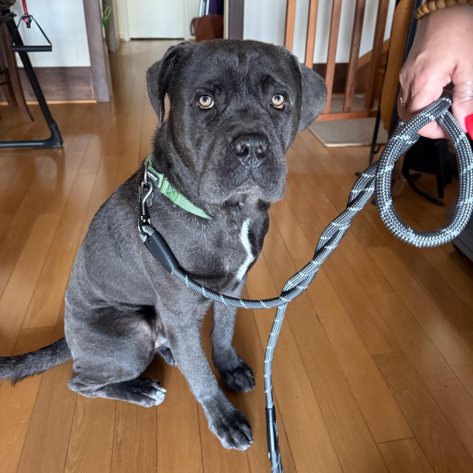 Herbie, Adoptable, Adult Male Mastiff.