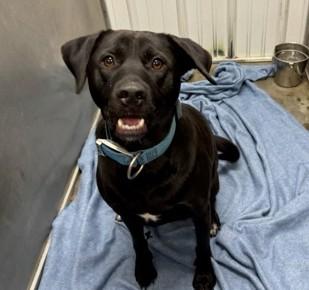 Enlarge Nova, an adoptable mixed breed in Dubuque, IA image 1/1