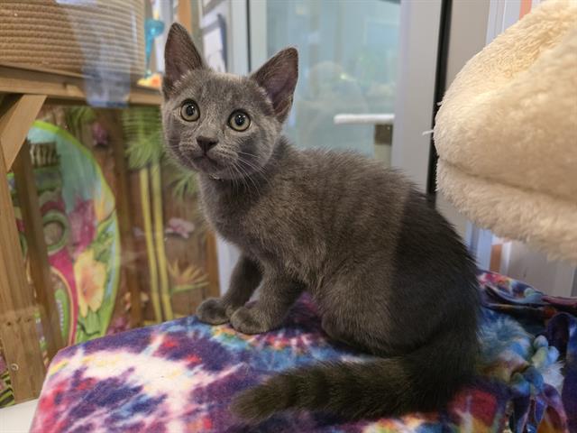 Enlarge MAYA, a Adoptable Domestic Short Hair in Santa Clara, CA image 1/1