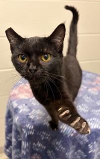 Walter, ADOPTABLE, Young Male Domestic Short Hair.