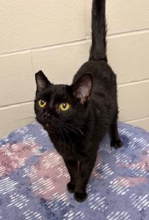 Walter, a ADOPTABLE Domestic Short Hair in Liberty, MO image 2/5