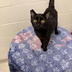 Walter, a ADOPTABLE Domestic Short Hair in Liberty, MO image 5/5