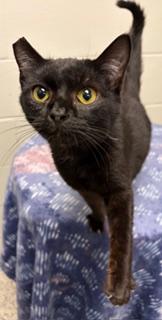 Walter, a ADOPTABLE Domestic Short Hair in Liberty, MO image 4/5