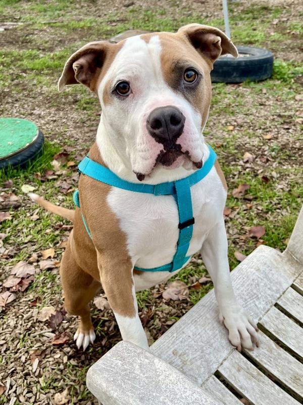 Glinda, Adoptable, Adult Female Pit Bull Terrier.