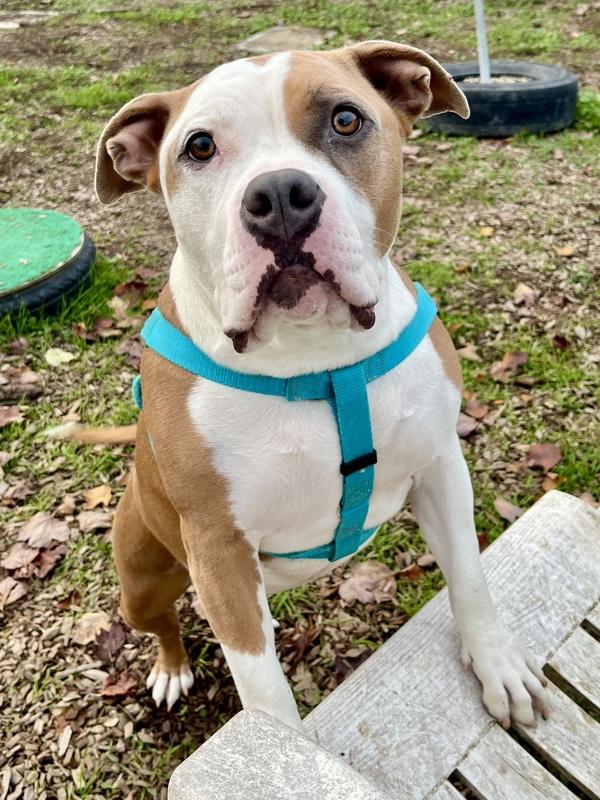 Enlarge Glinda, a Adoptable mixed breed in Santa Rosa, CA image 1/6