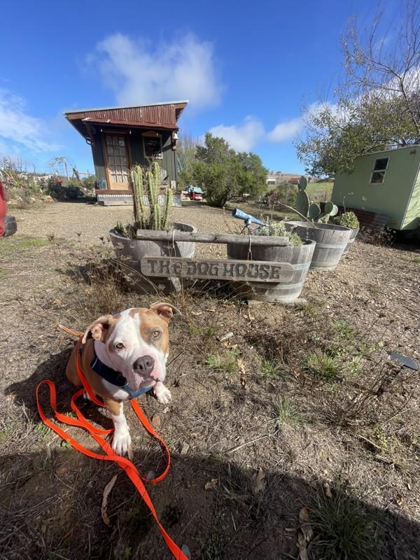 Enlarge Glinda, a Adoptable mixed breed in Santa Rosa, CA image 4/6