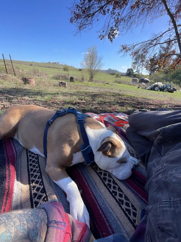 Enlarge Glinda, a Adoptable mixed breed in Santa Rosa, CA image 6/6