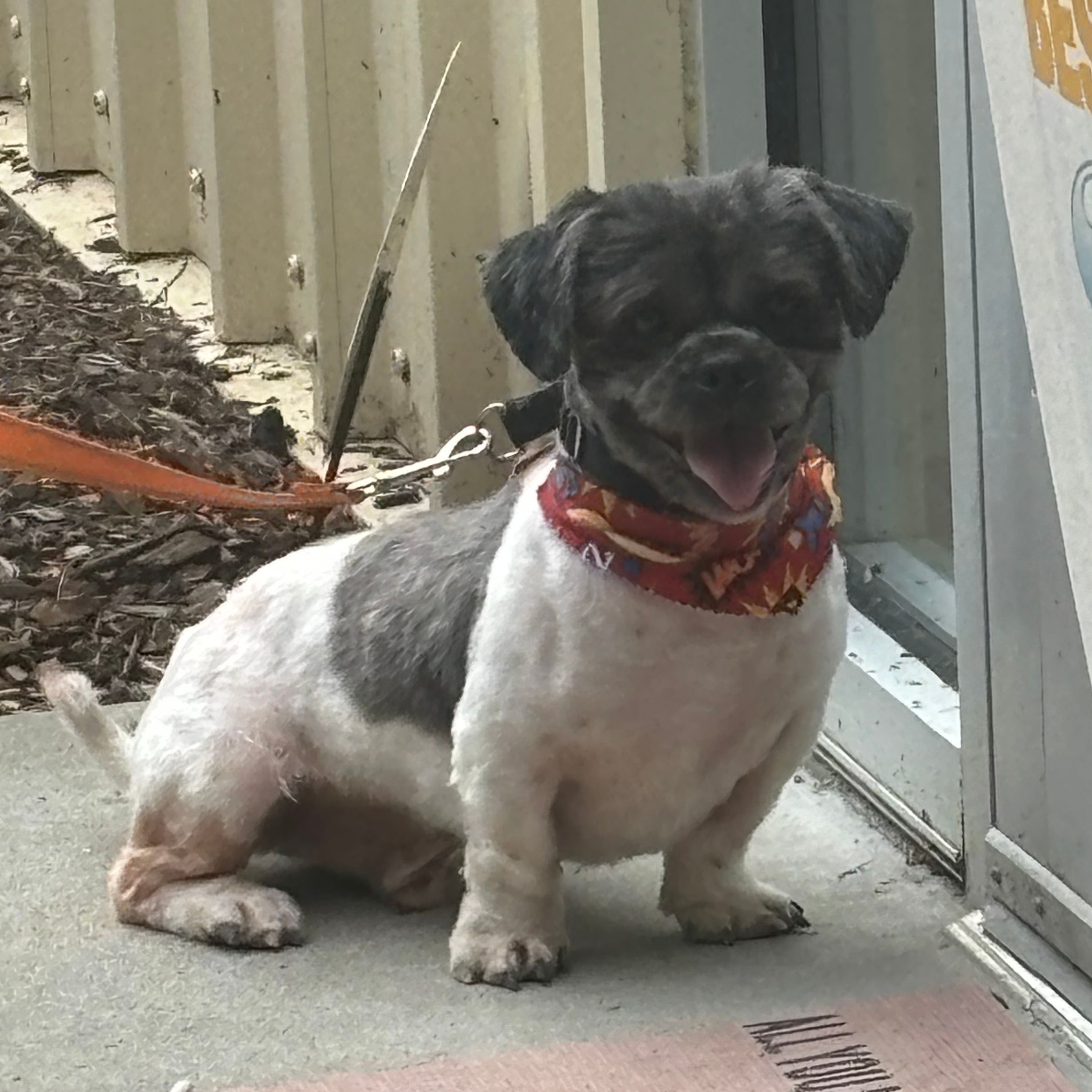 JD, a Adoptable Shih Tzu in Carneys Point, NJ image 1/5