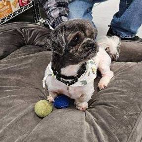 JD, a Adoptable Shih Tzu in Carneys Point, NJ image 3/5