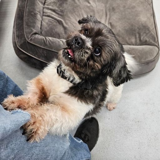 JD, a Adoptable Shih Tzu in Carneys Point, NJ image 2/5
