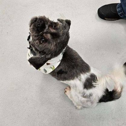 JD, a Adoptable Shih Tzu in Carneys Point, NJ image 4/5