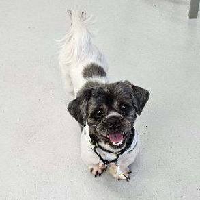 JD, a Adoptable Shih Tzu in Carneys Point, NJ image 5/5