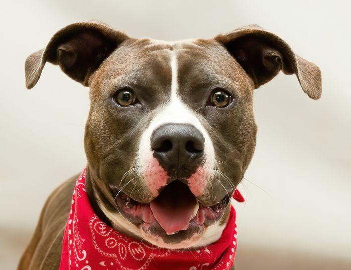 Bark Twain, adoptable, Young Male Terrier.