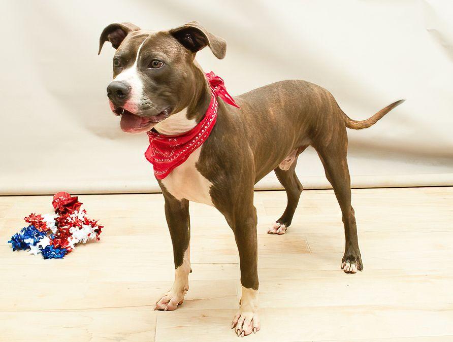 Enlarge Bark Twain, an adoptable mixed breed in Sanford, FL image 2/2