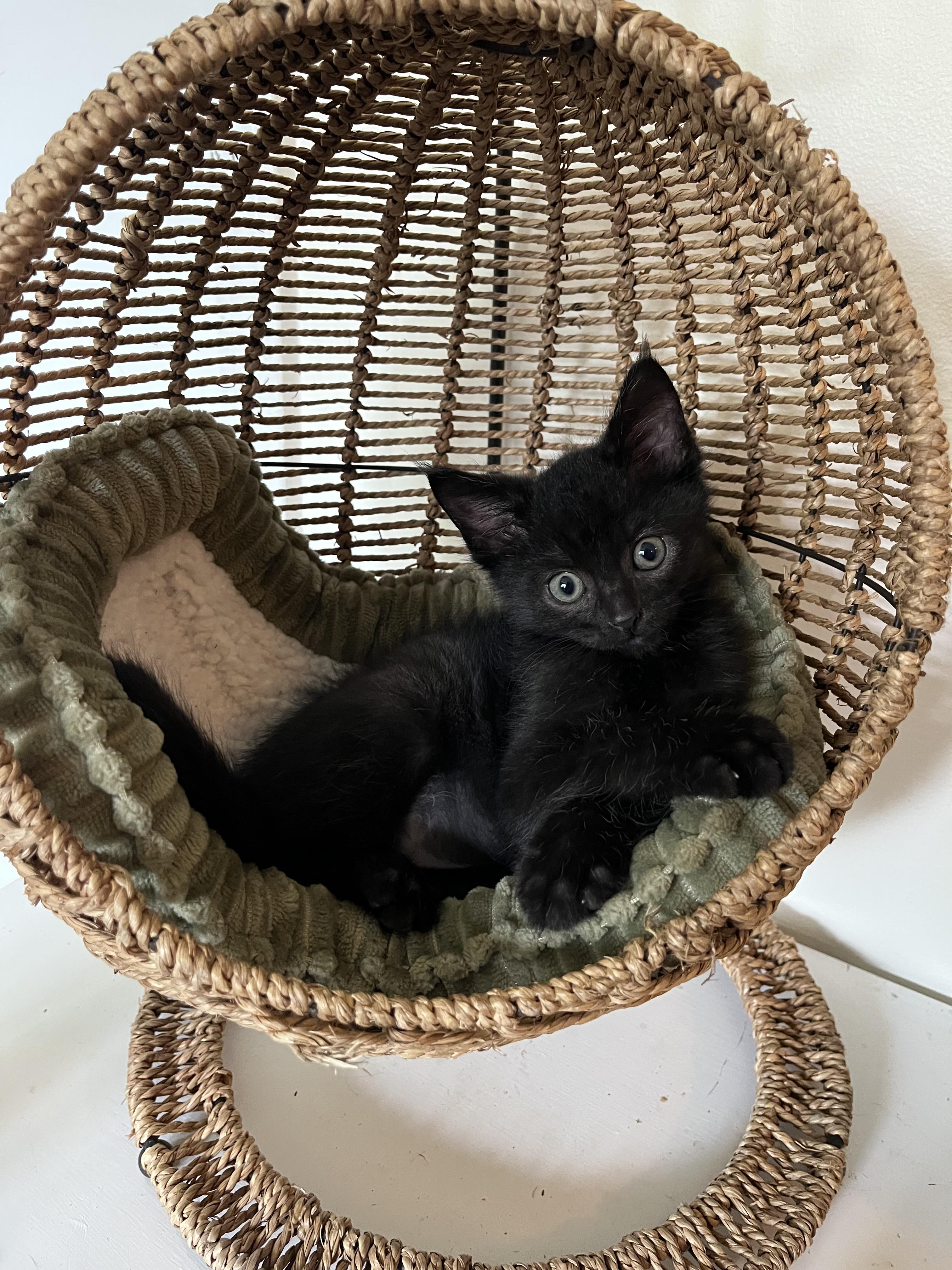 Pookie, Adoptable, Kitten Male Domestic Short Hair.