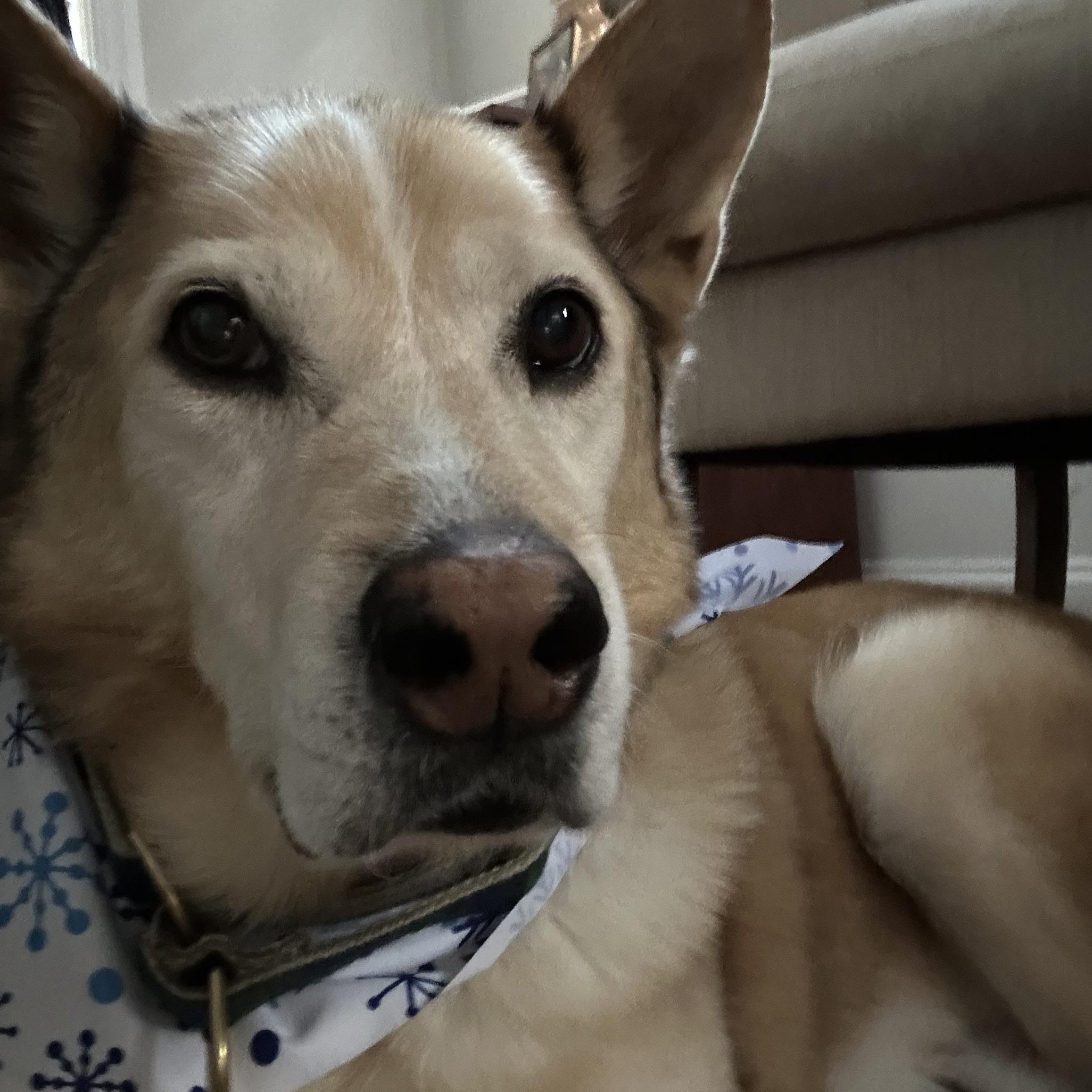 Finnegan, ADOPTABLE, Senior Male Mixed Breed.