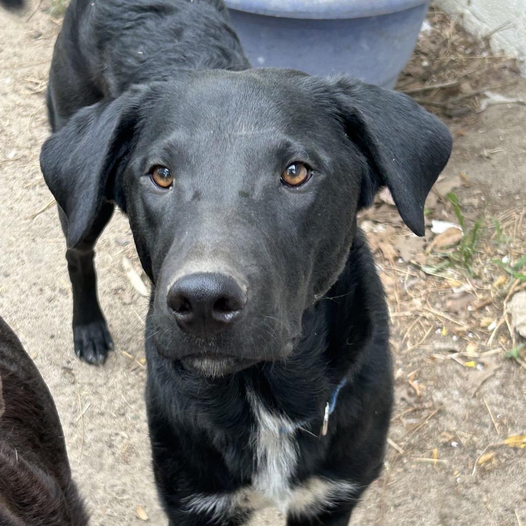 Boogie, Adoptable, Young Male Xoloitzcuintli / Mexican Hairless.