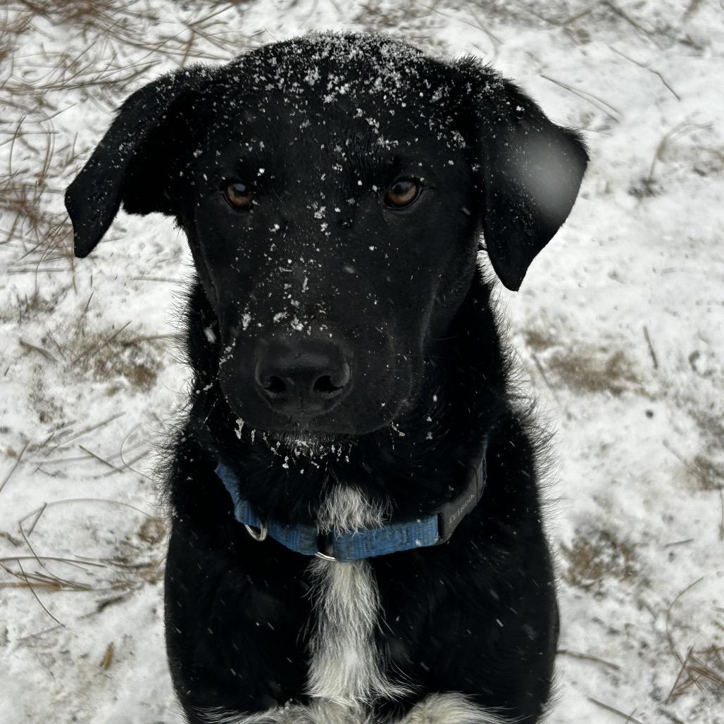 Enlarge Boogie, a Adoptable Xoloitzcuintli / Mexican Hairless in Aberdeen, NC image 2/2