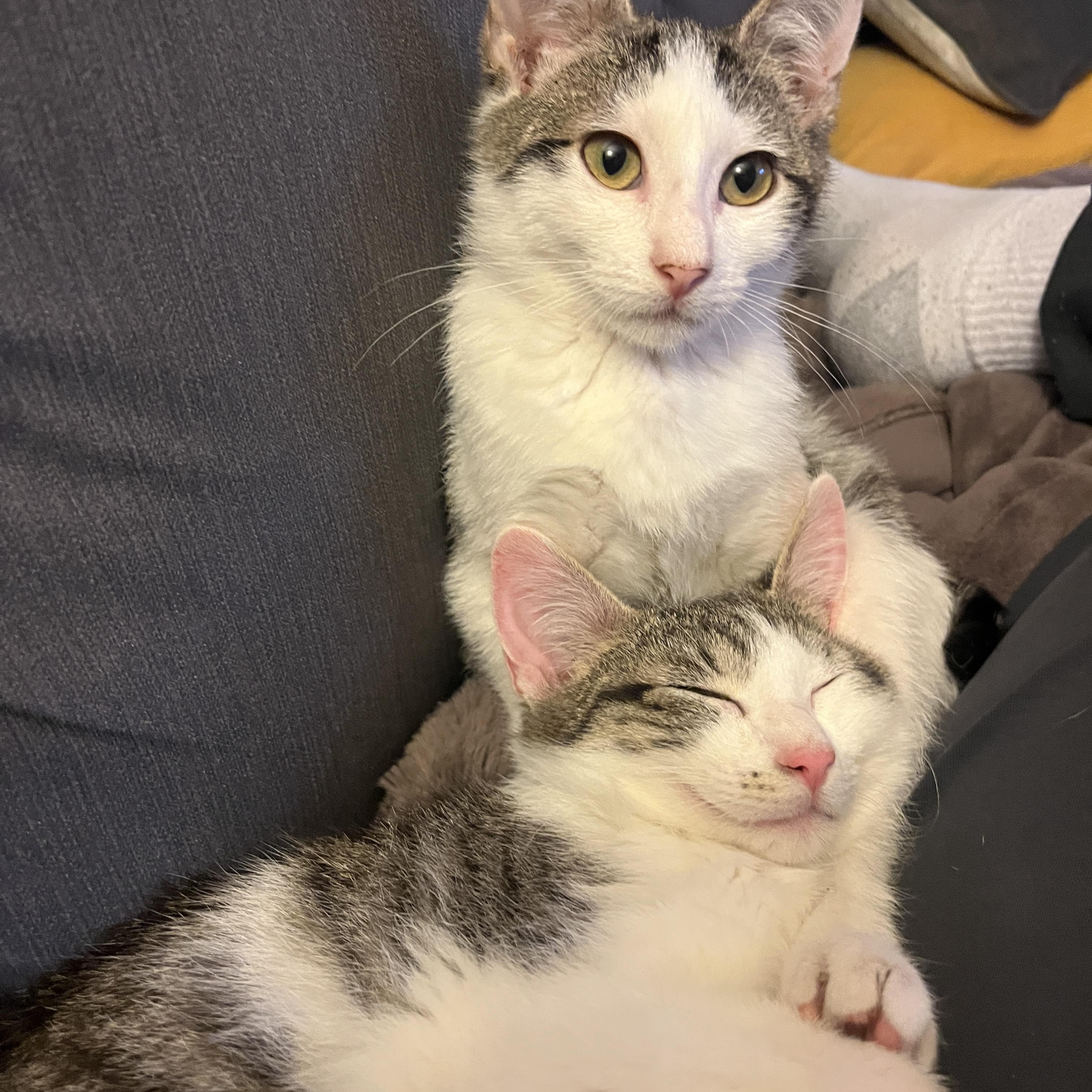 Enlarge Maple & Sprout, an adopted mixed breed in Des Moines , WA image 3/4