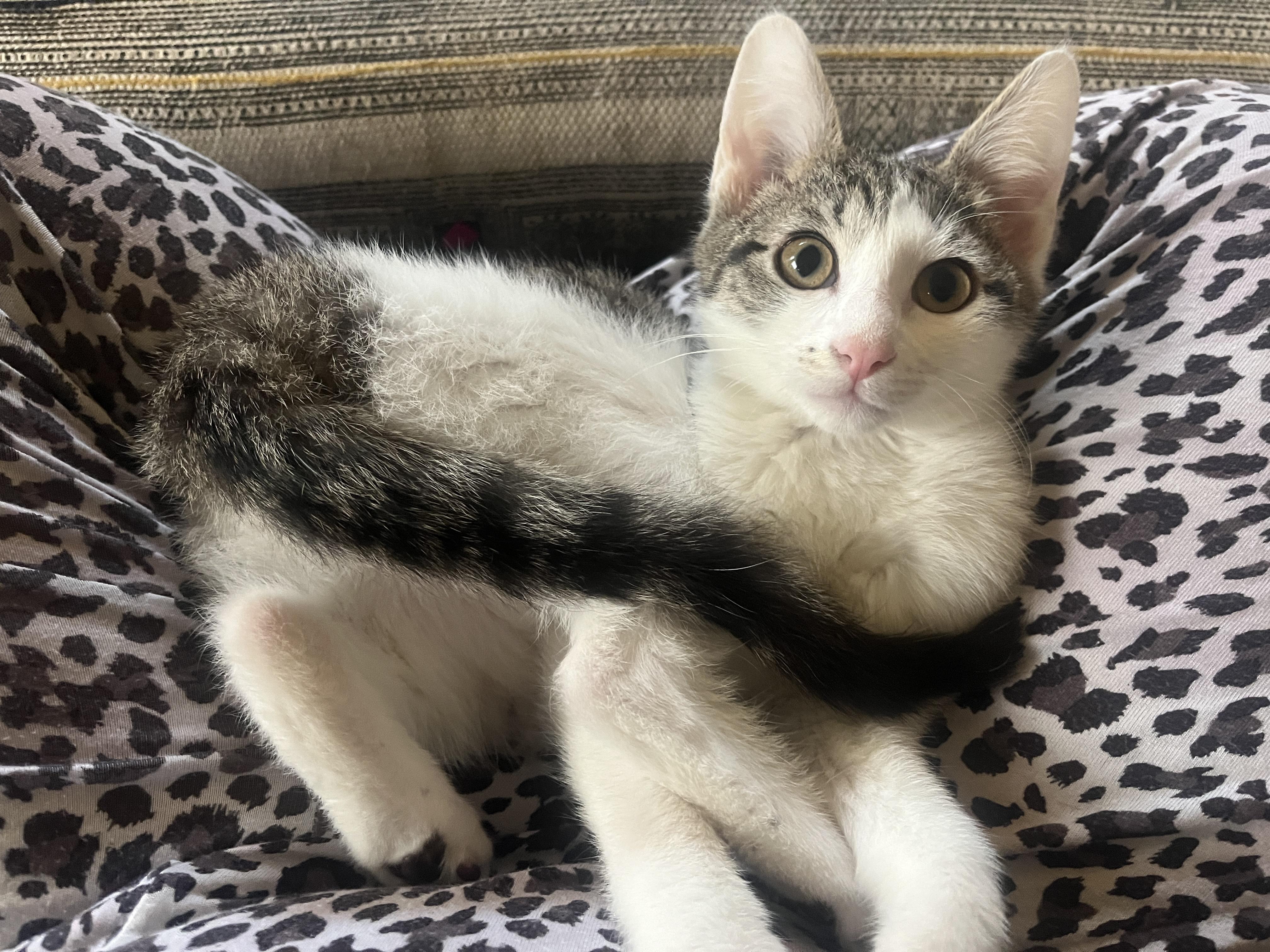 Enlarge Maple & Sprout, an adopted mixed breed in Des Moines , WA image 4/4