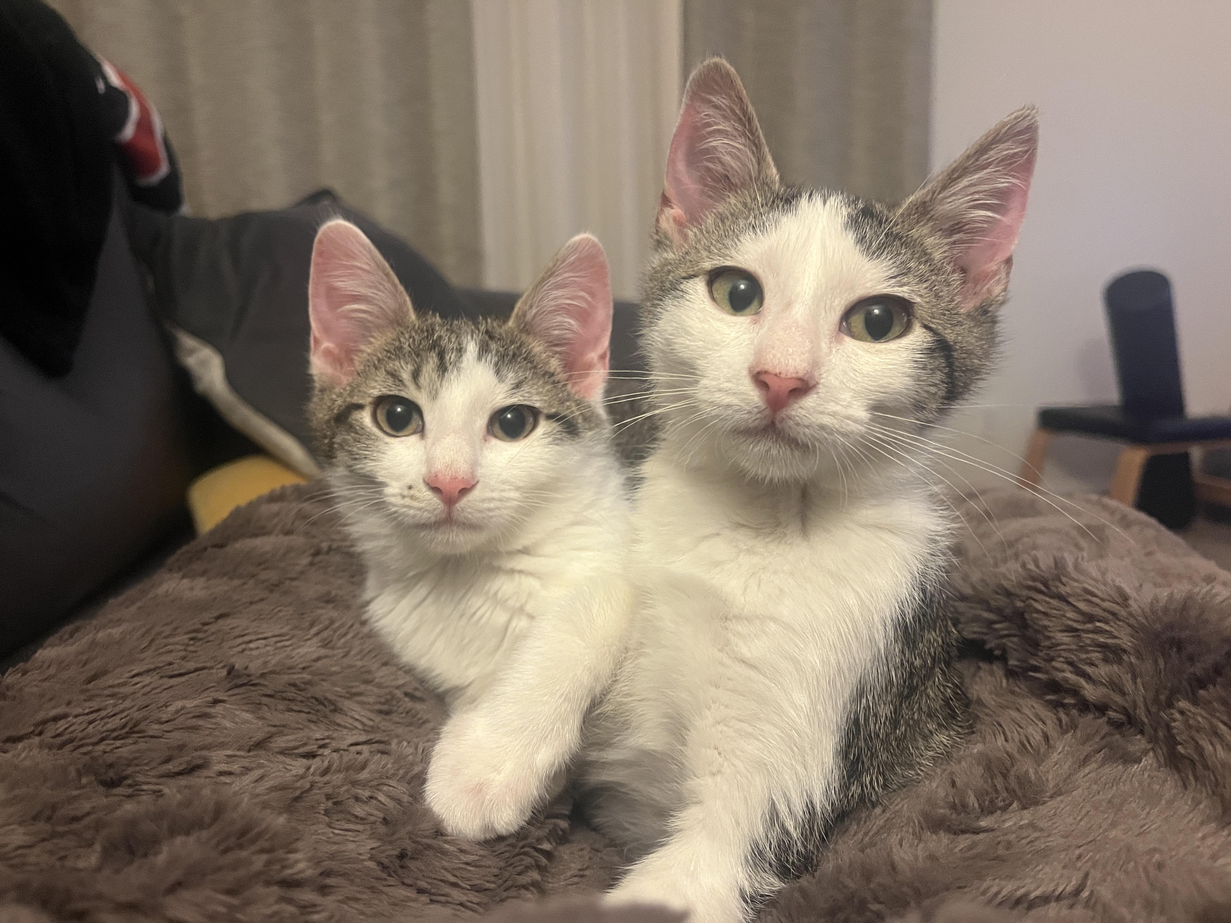 Maple & Sprout, adopted, Kitten Male Domestic Short Hair.