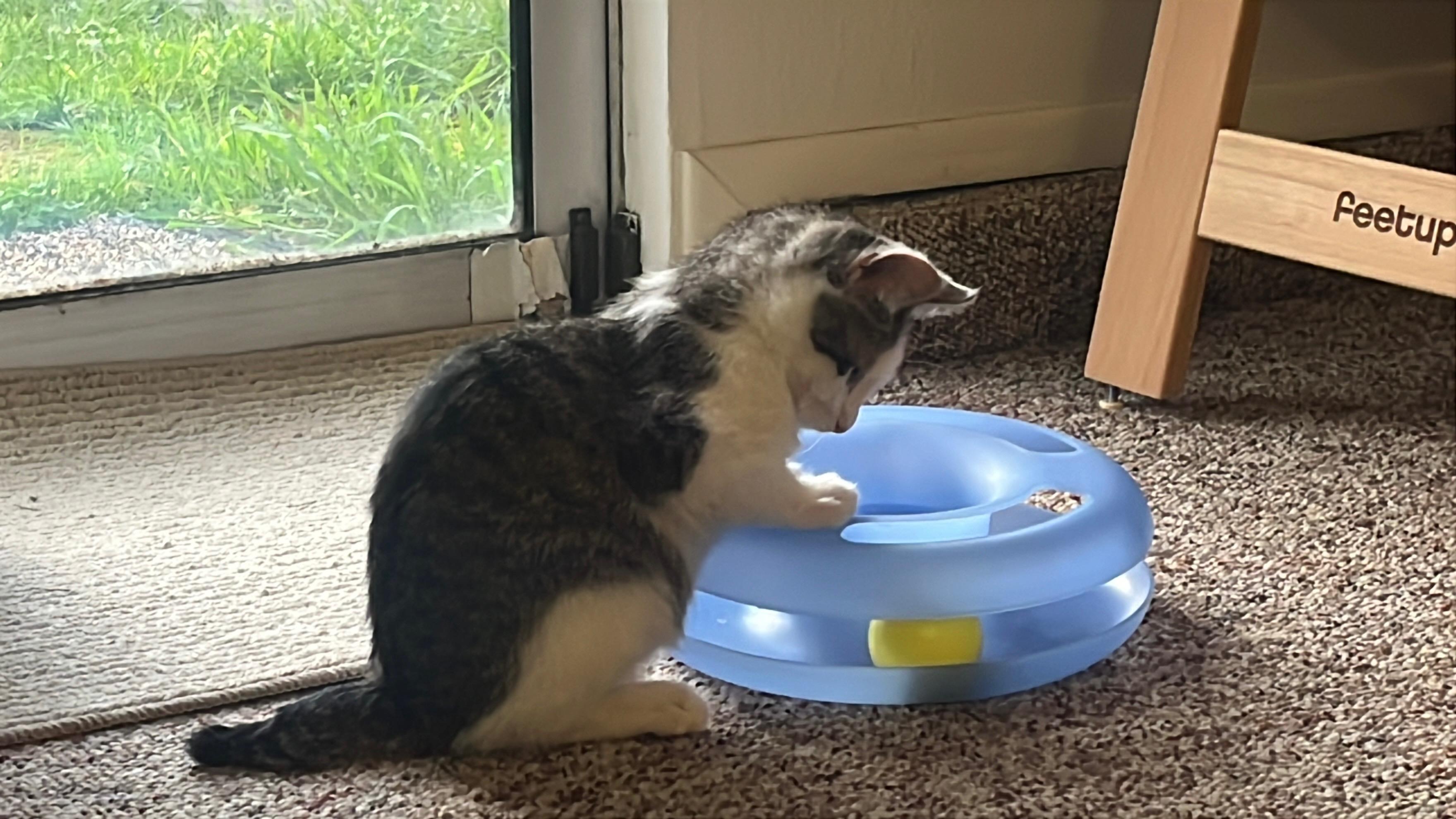 Enlarge Maple & Sprout, an adopted mixed breed in Des Moines , WA image 2/4