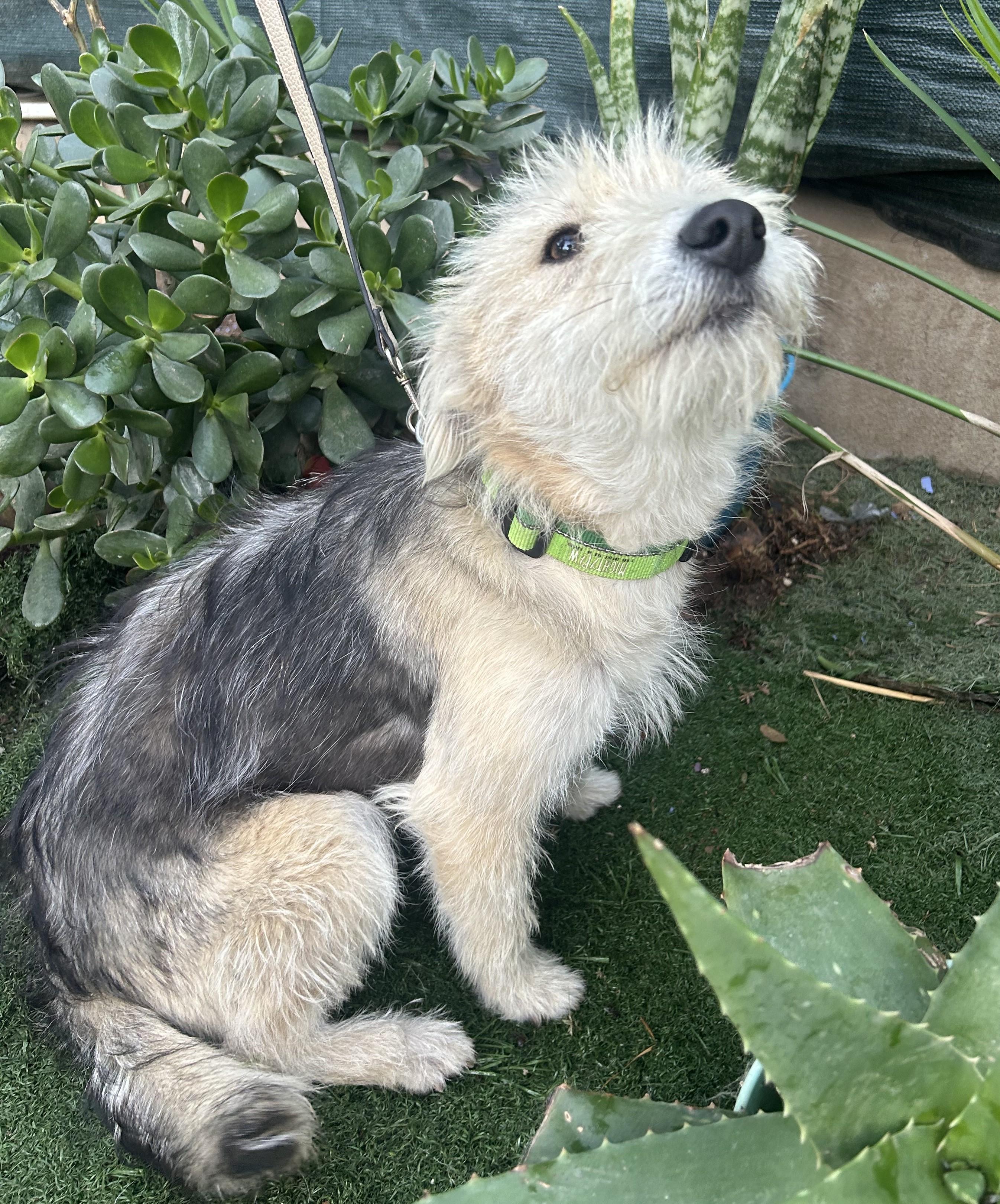 LULA, ADOPTABLE, Young Female Border Terrier.