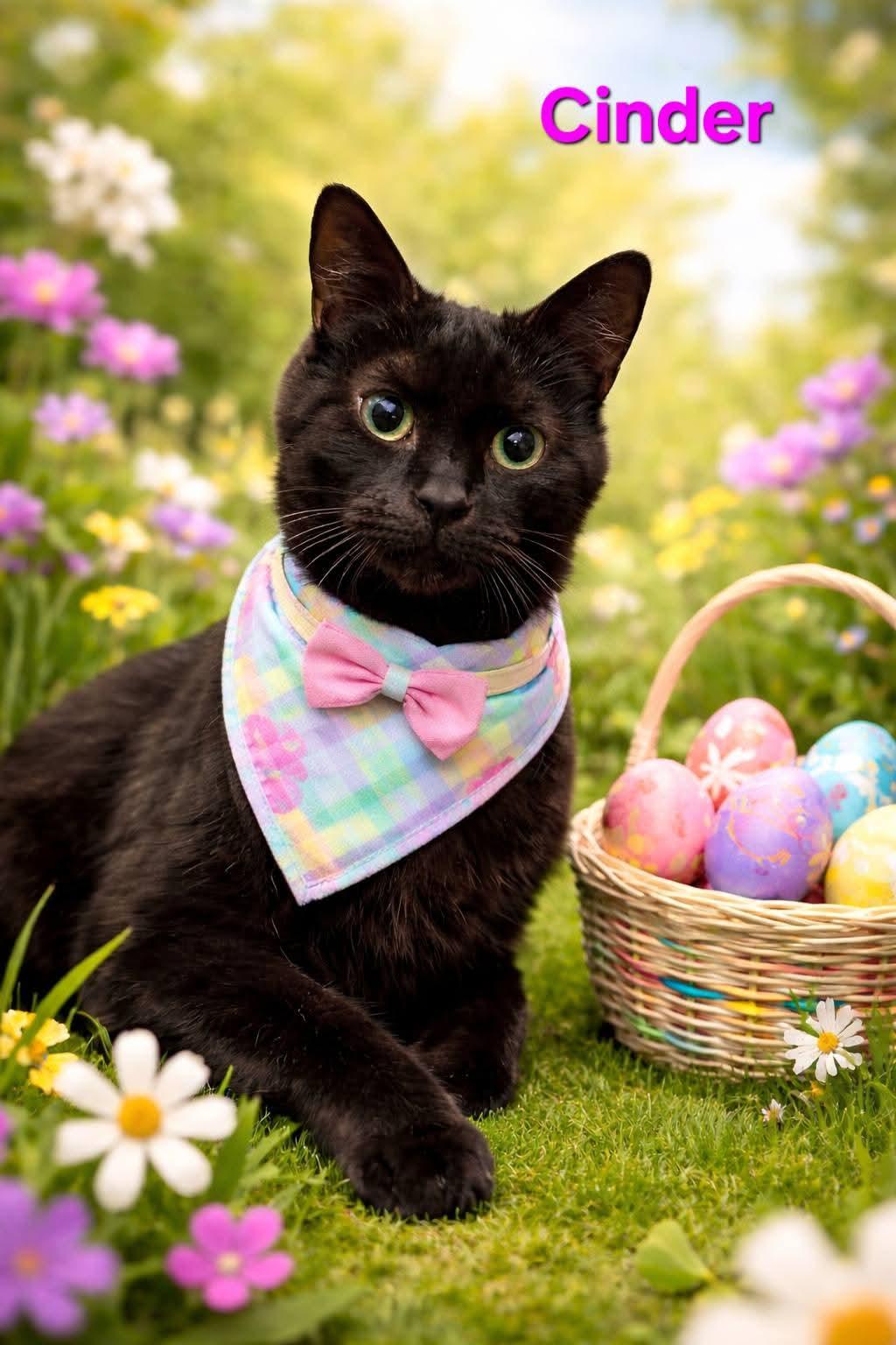 Enlarge Cinder, a ADOPTABLE Domestic Short Hair in Brighton, MI image 4/4