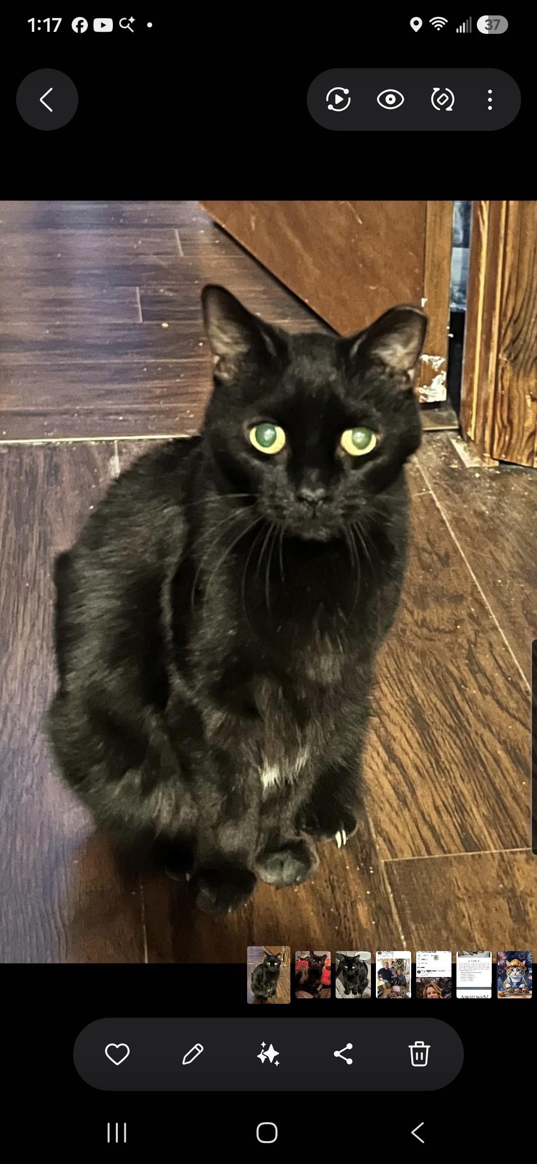 Cinder, ADOPTABLE, Senior Female Domestic Short Hair.