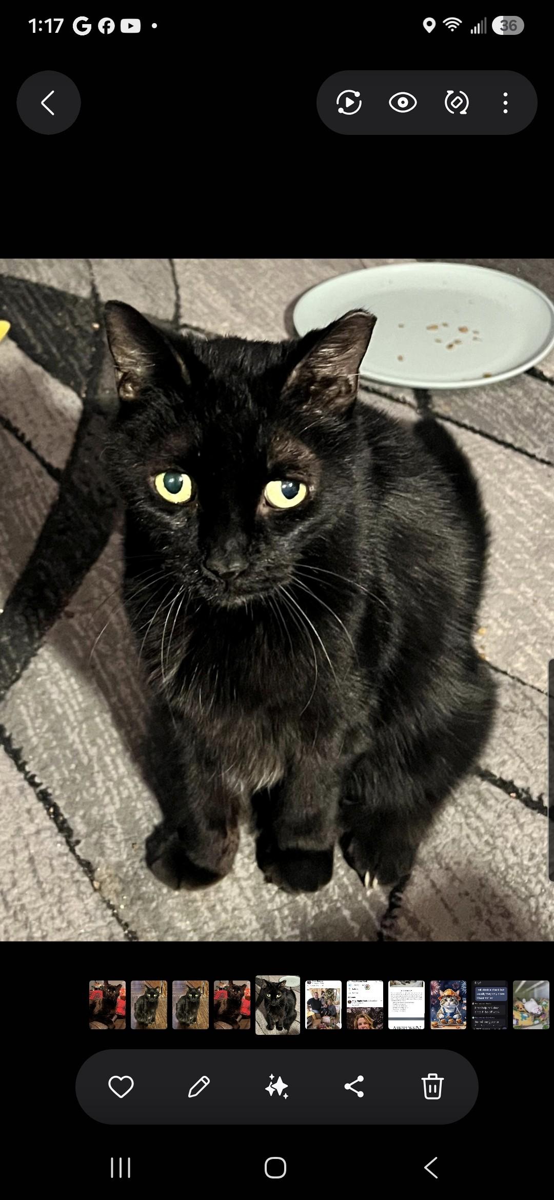 Enlarge Cinder, a ADOPTABLE Domestic Short Hair in Brighton, MI image 3/4