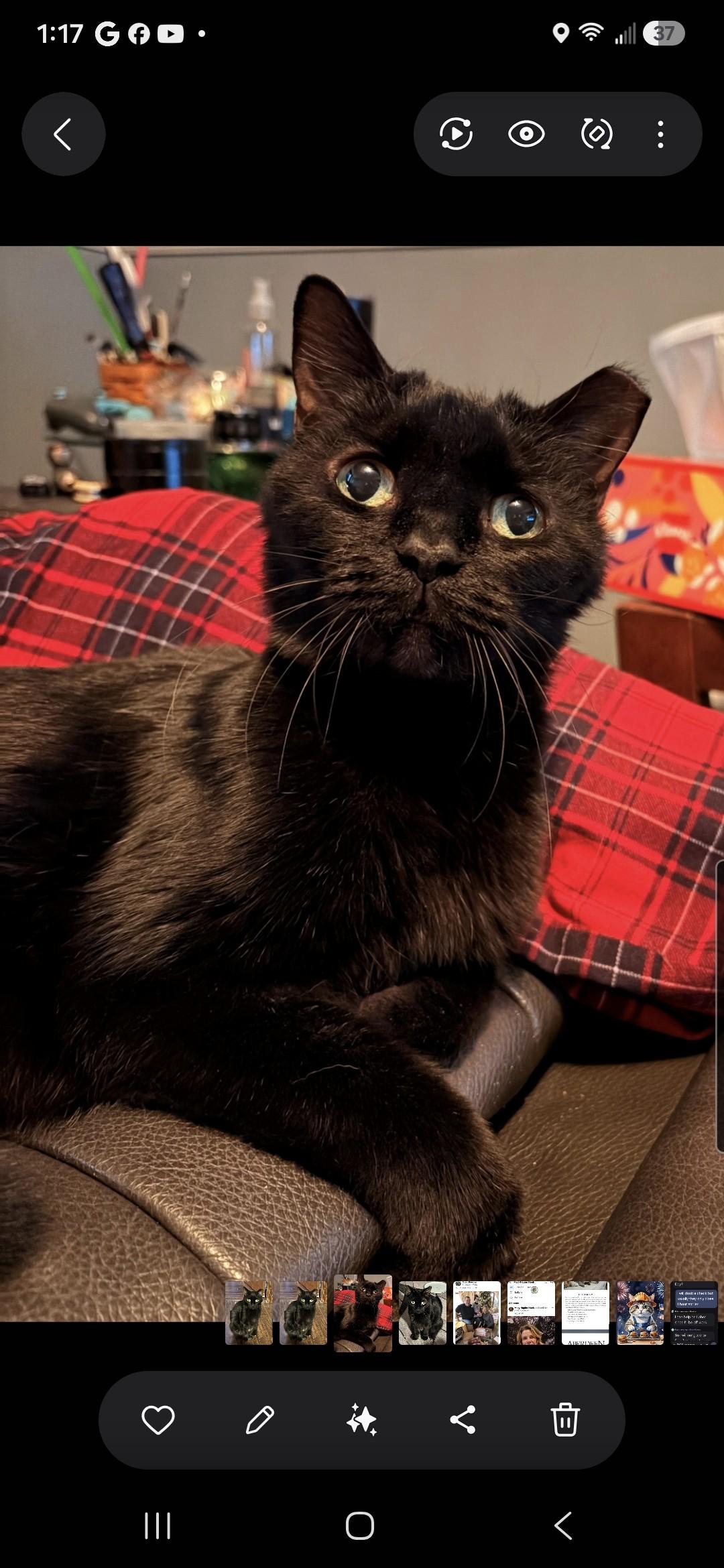 Enlarge Cinder, a ADOPTABLE Domestic Short Hair in Brighton, MI image 2/4