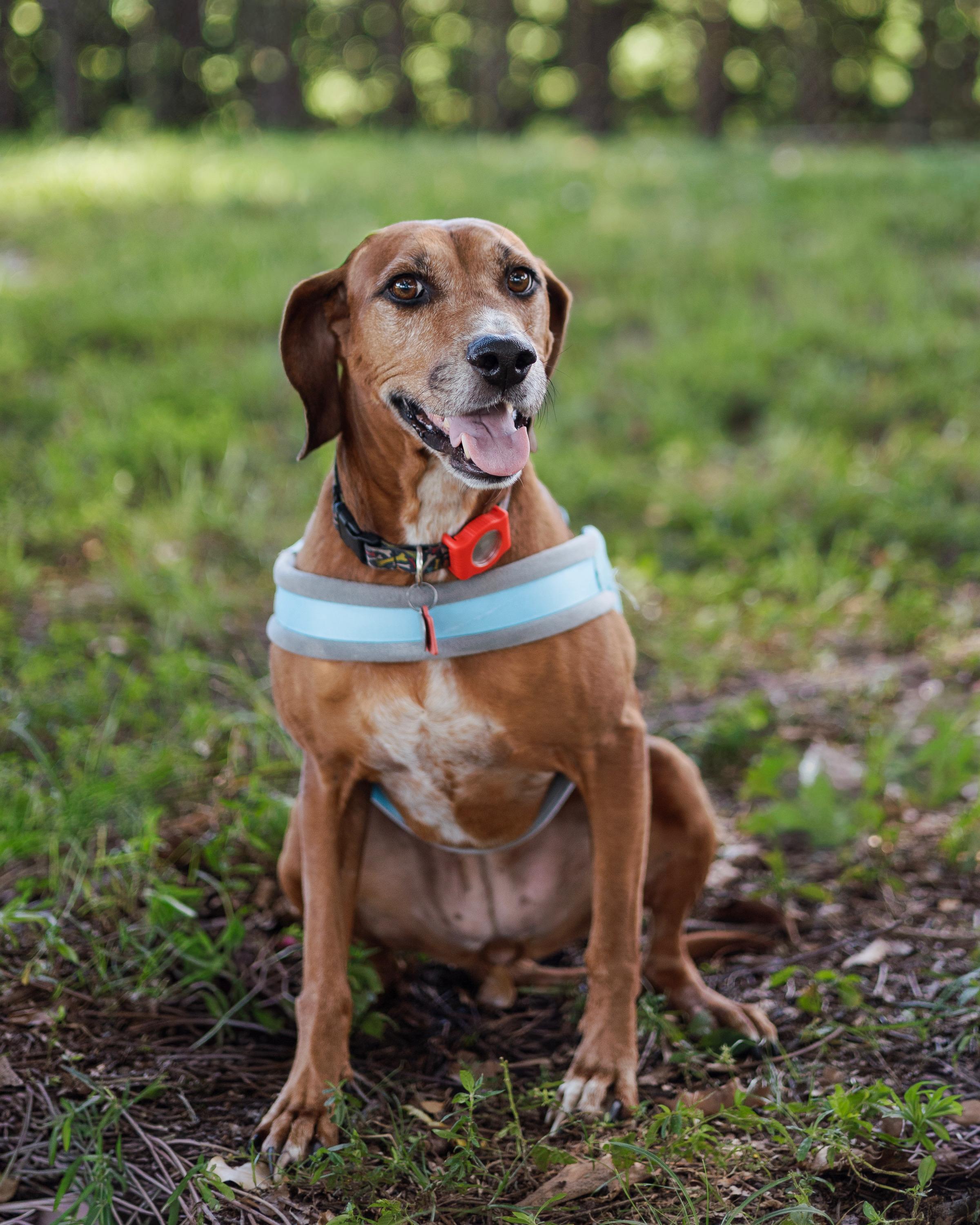 Valerie, an adoptable Redbone Coonhound, Rhodesian Ridgeback in Davie, FL, 33328 | Photo Image 6