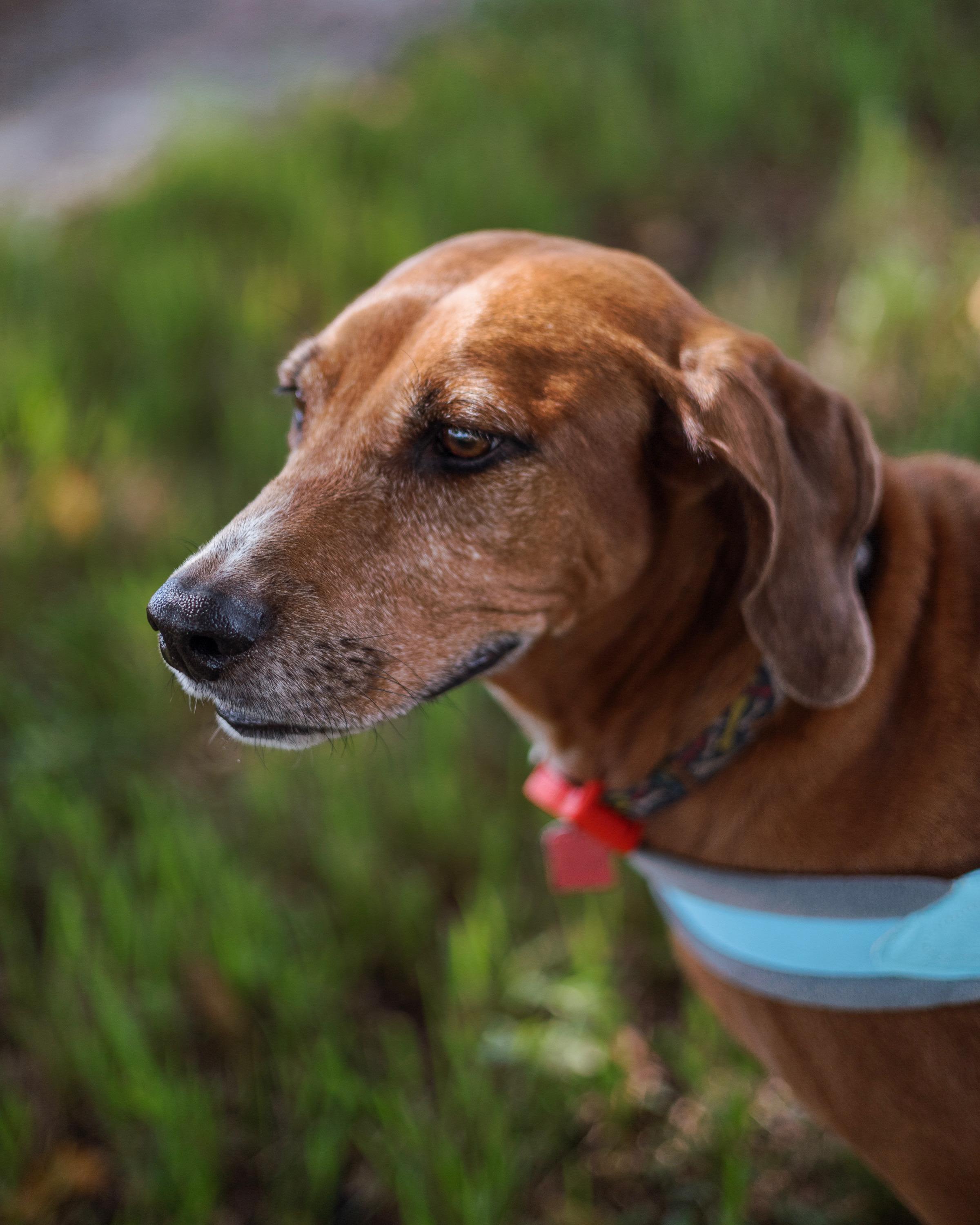 Valerie, a Adoptable mixed breed in Davie, FL image 2/6