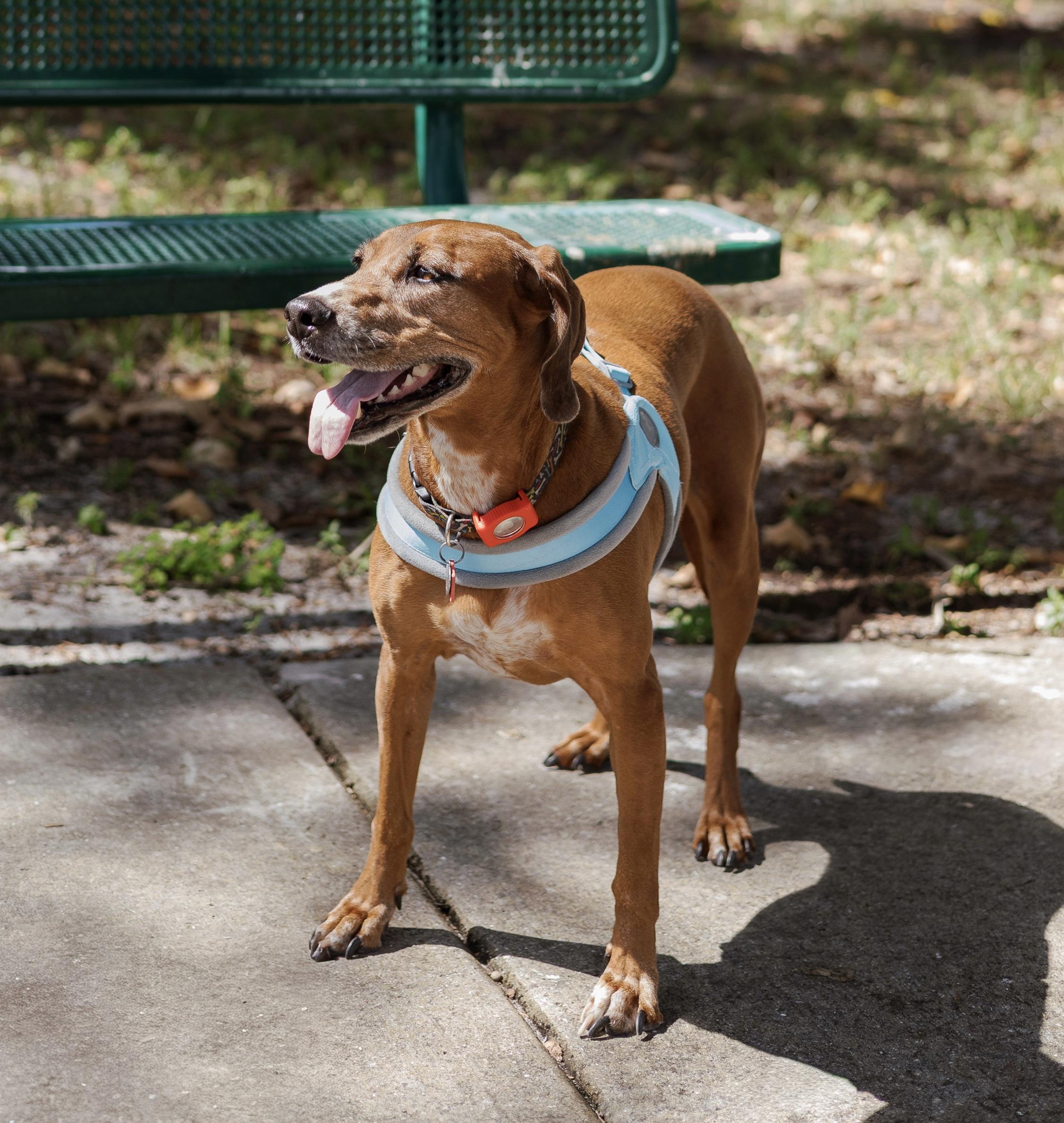 Valerie, a Adoptable mixed breed in Davie, FL image 3/6