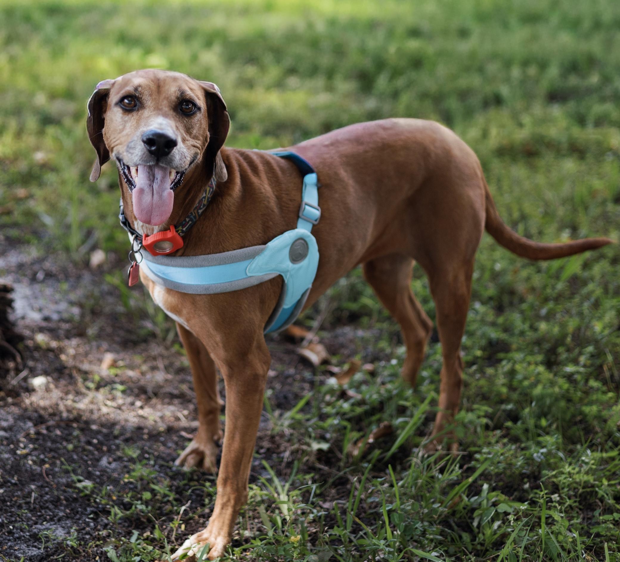 Valerie, Adoptable, Adult Female Redbone Coonhound & Rhodesian Ridgeback.