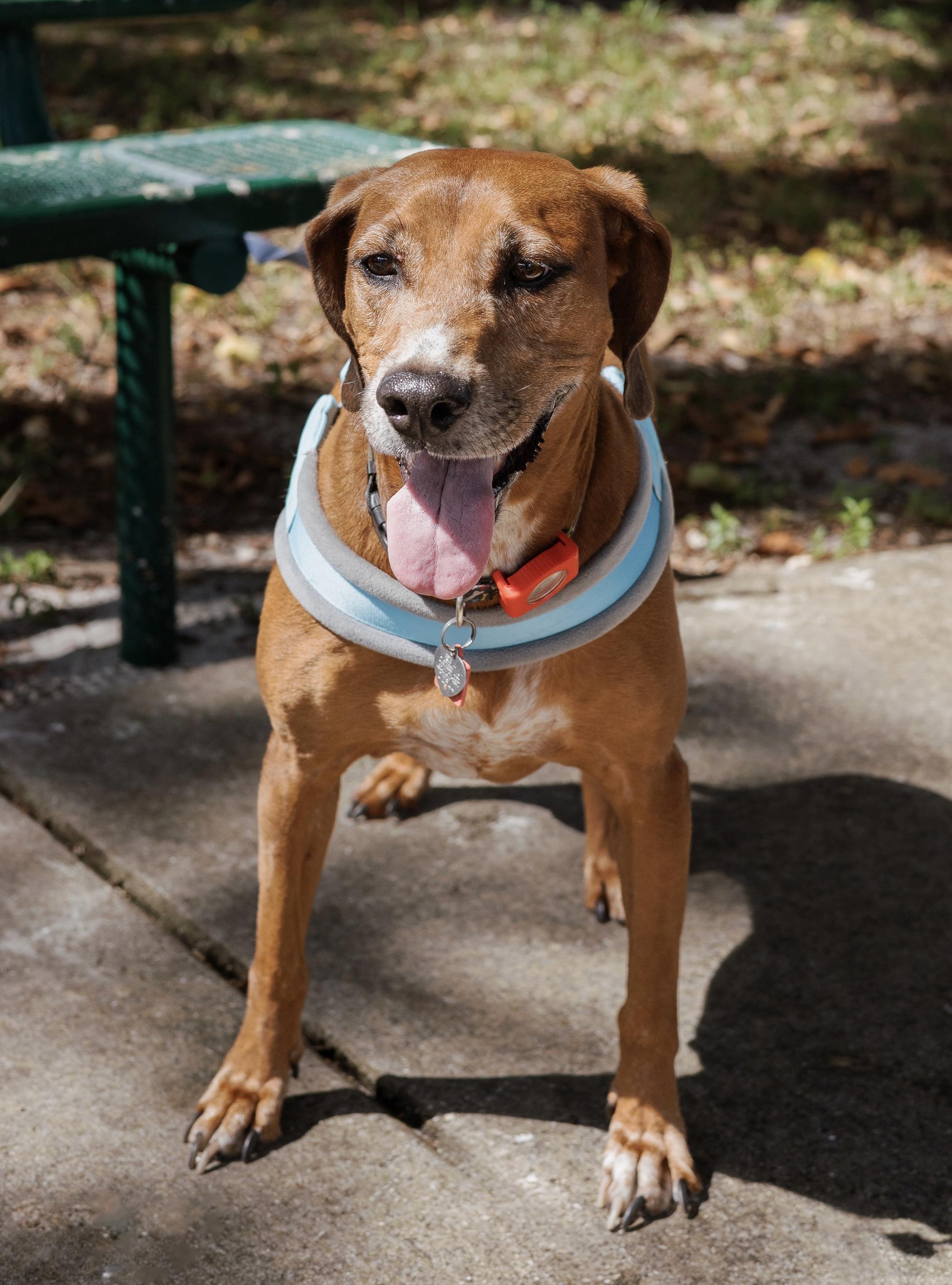 Valerie, a Adoptable mixed breed in Davie, FL image 5/6