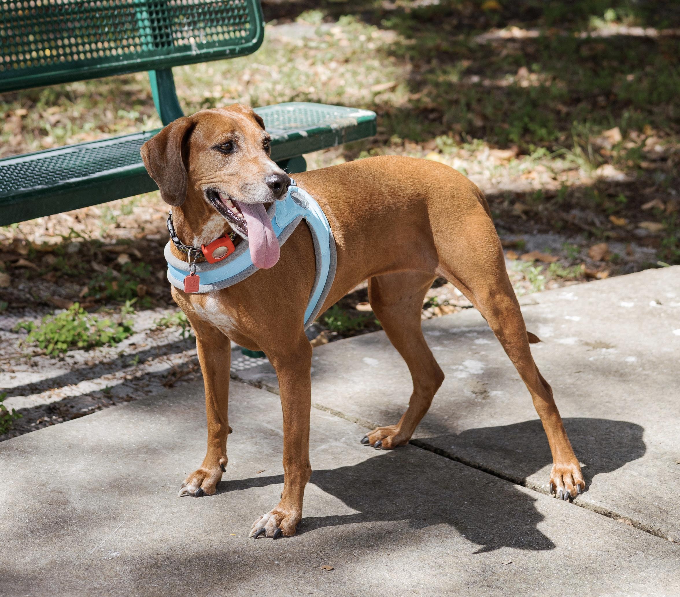Valerie, an adoptable Redbone Coonhound, Rhodesian Ridgeback in Davie, FL, 33328 | Photo Image 5