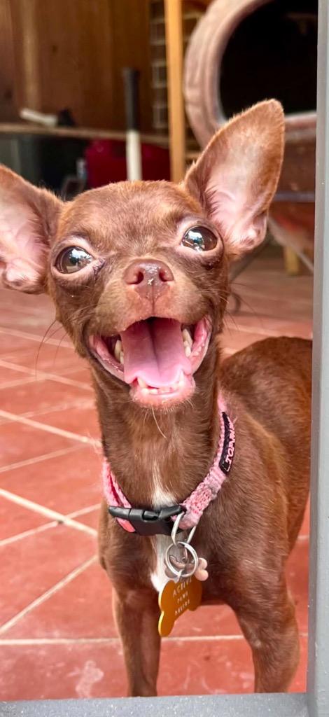 Enlarge Sugar, a Adopted Chihuahua in CONROE, TX image 1/1
