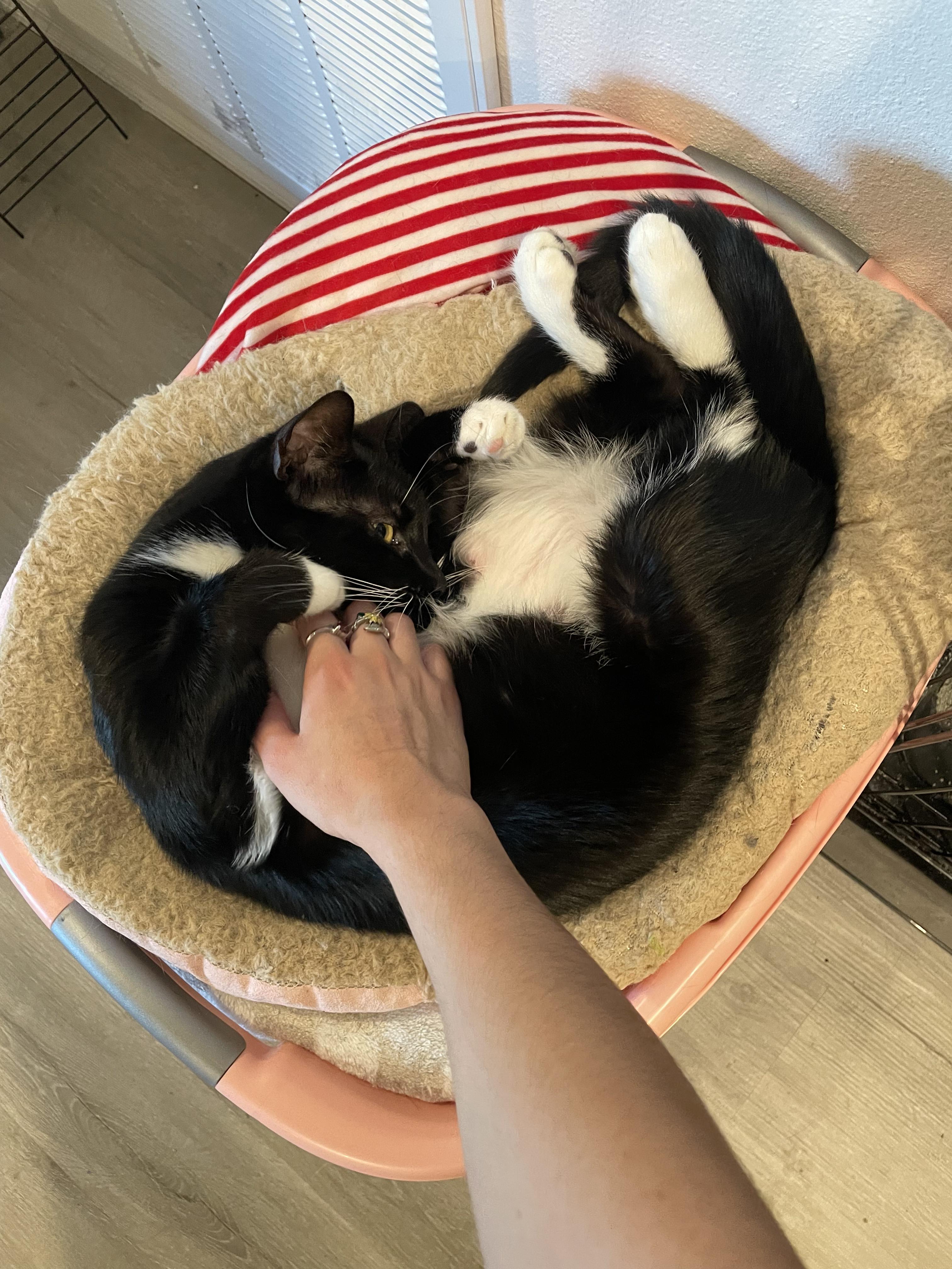 Enlarge Oreo, a Adoptable Domestic Short Hair in Kissimmee, FL image 3/6