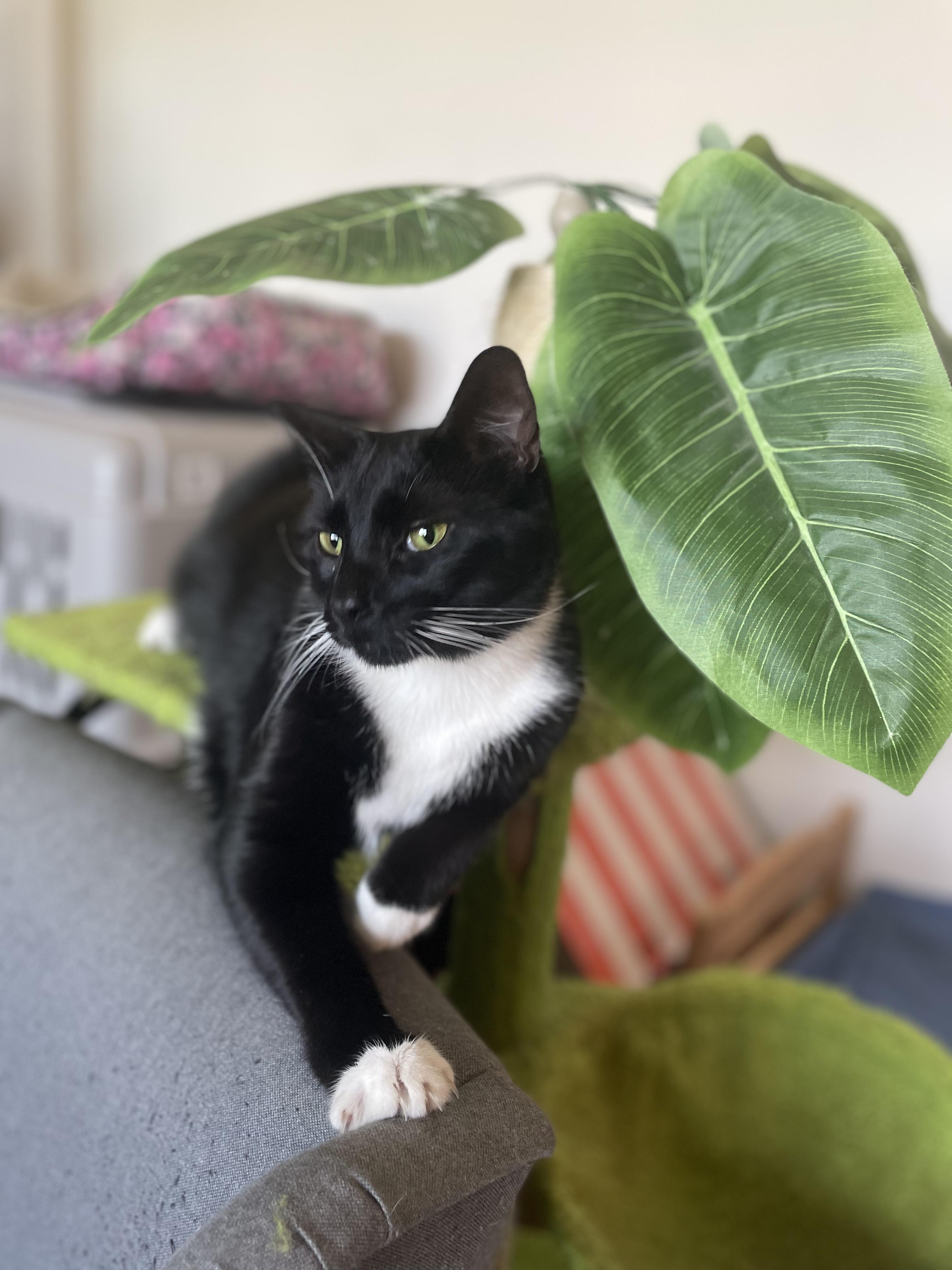 Enlarge Oreo, a Adoptable Domestic Short Hair in Kissimmee, FL image 5/6