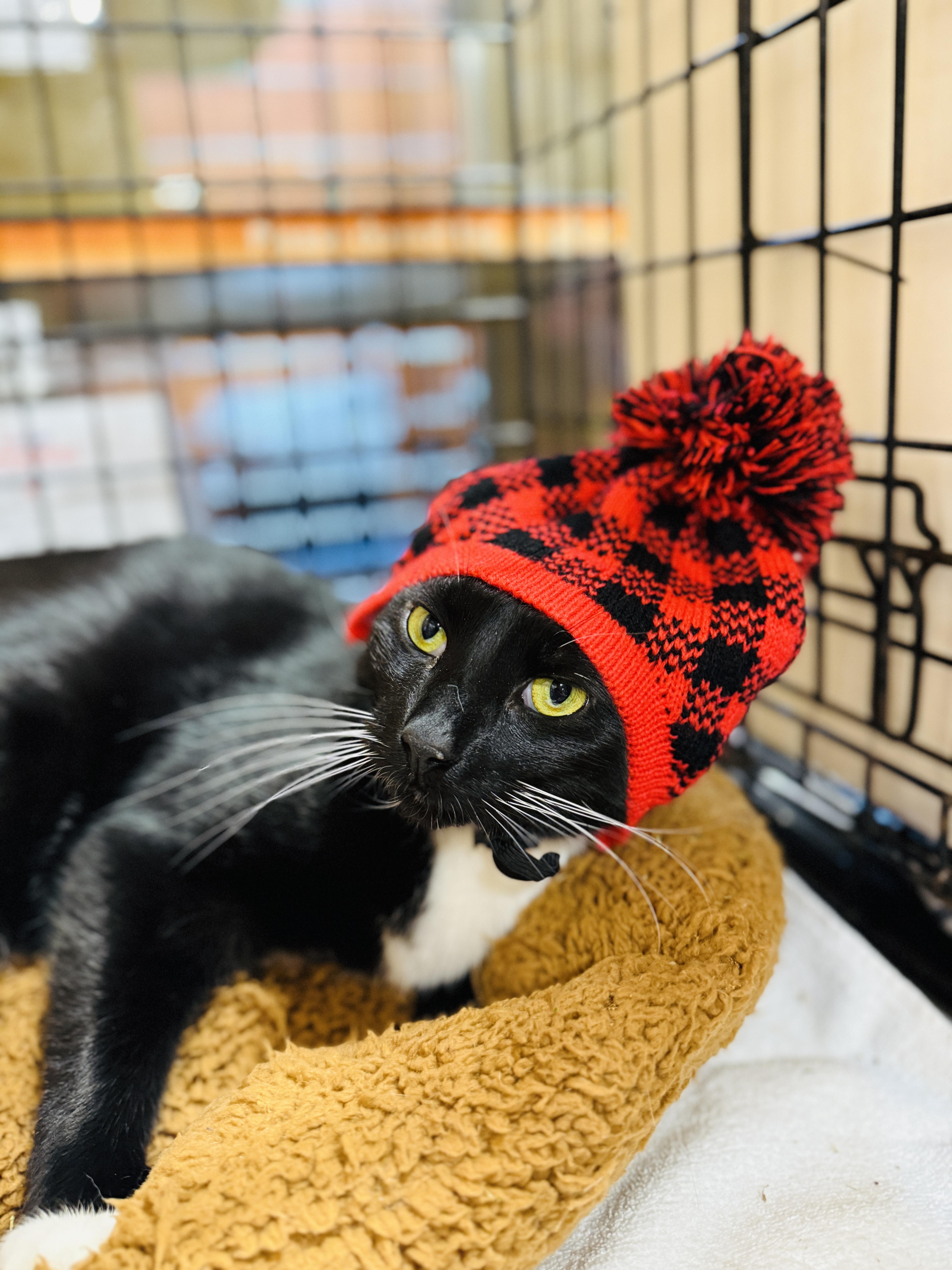 Oreo, Adoptable, Adult Male Domestic Short Hair.