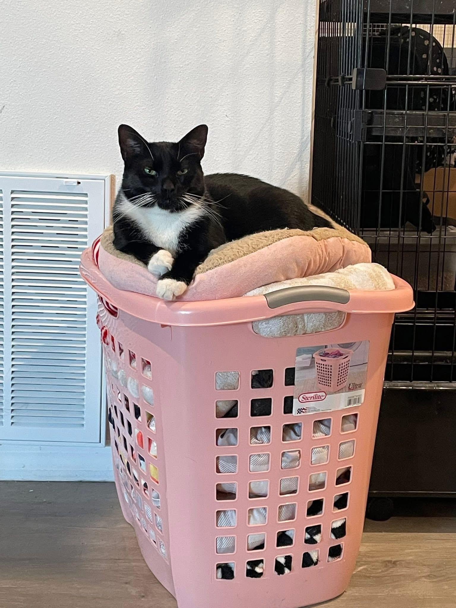 Enlarge Oreo, a Adoptable Domestic Short Hair in Kissimmee, FL image 6/6